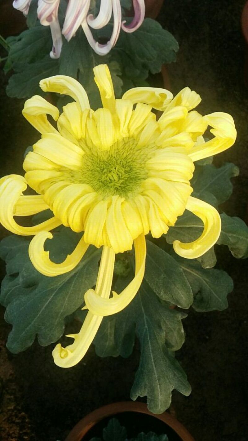 菊花各种花卉盆栽