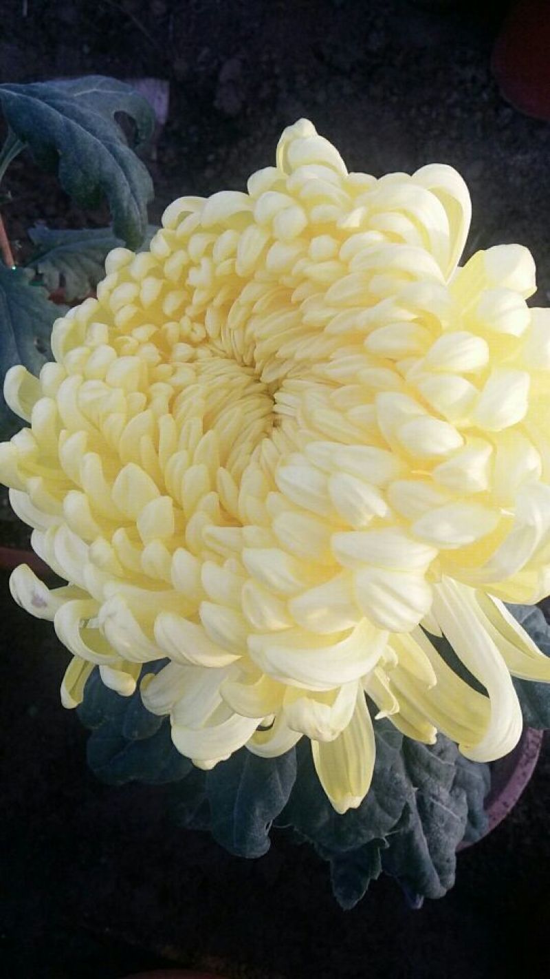 菊花各种花卉盆栽