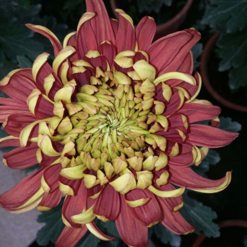 菊花各种花卉盆栽