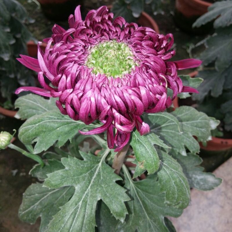 菊花各种花卉盆栽