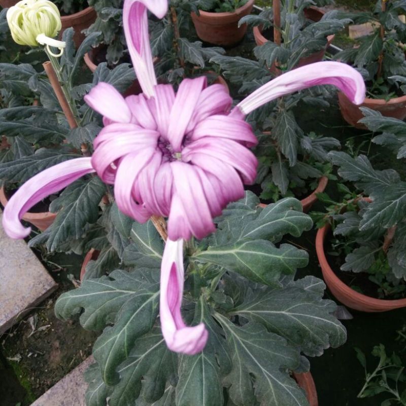 菊花各种花卉盆栽