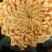 菊花各种花卉盆栽