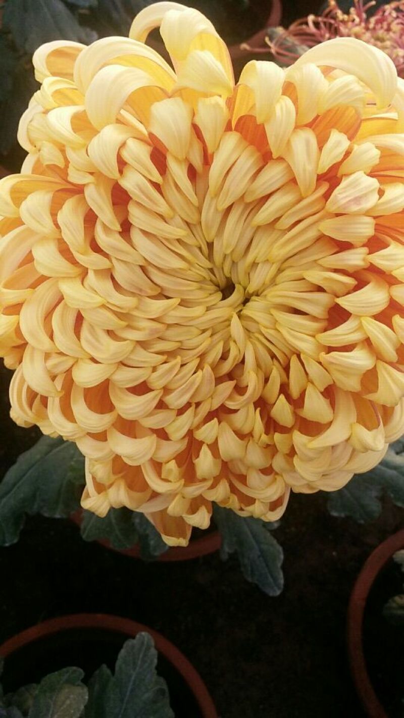 菊花各种花卉盆栽