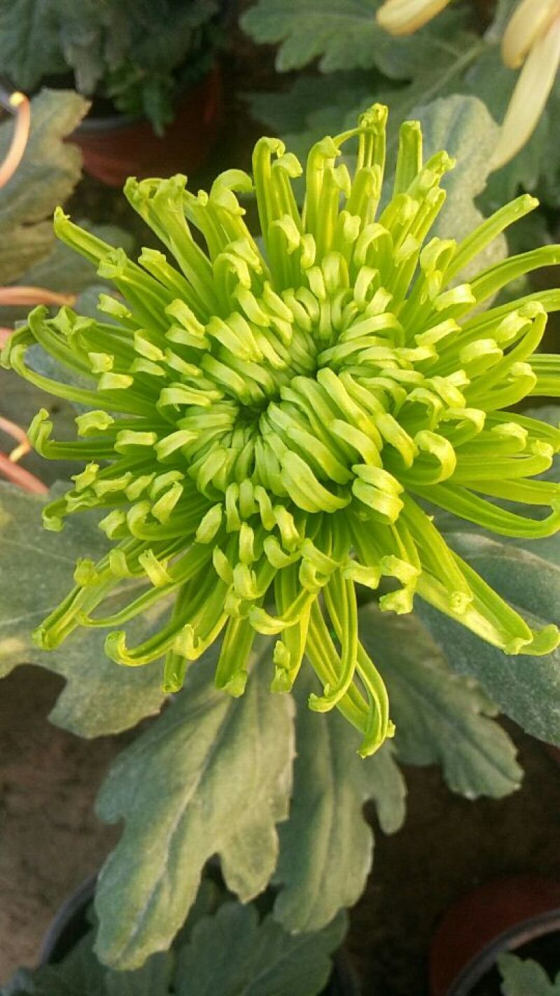 菊花各种花卉盆栽