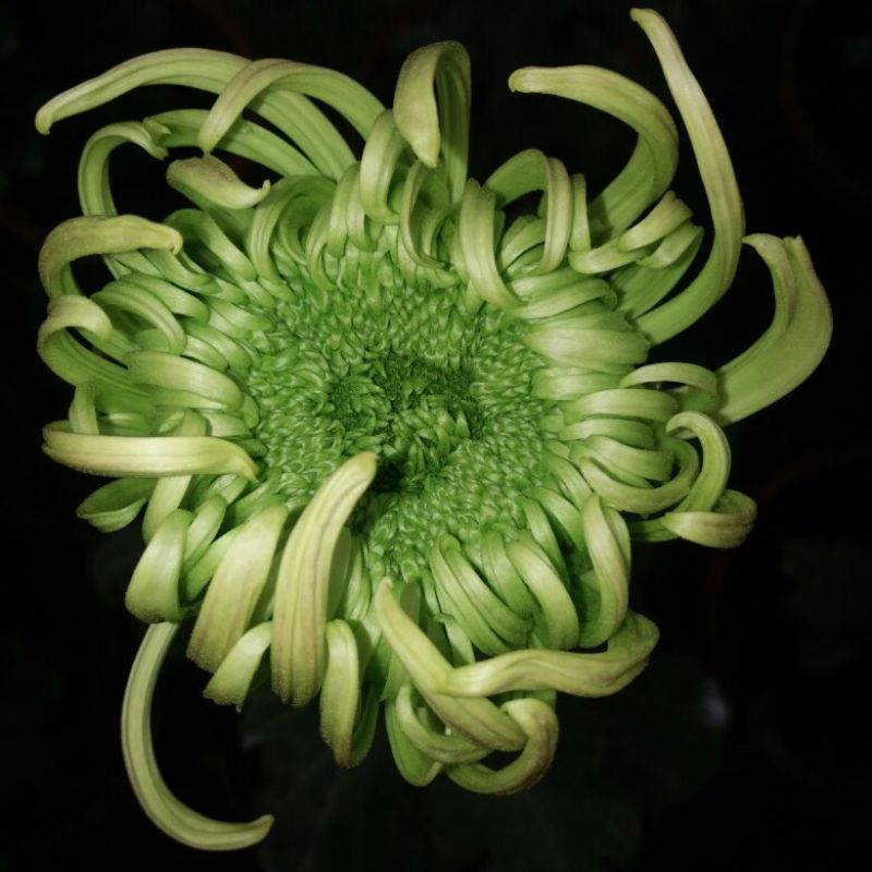 菊花各种花卉盆栽