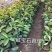 番石榴苗30~50cm