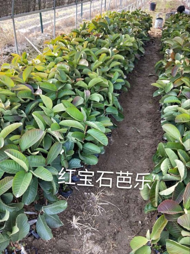 番石榴苗30~50cm