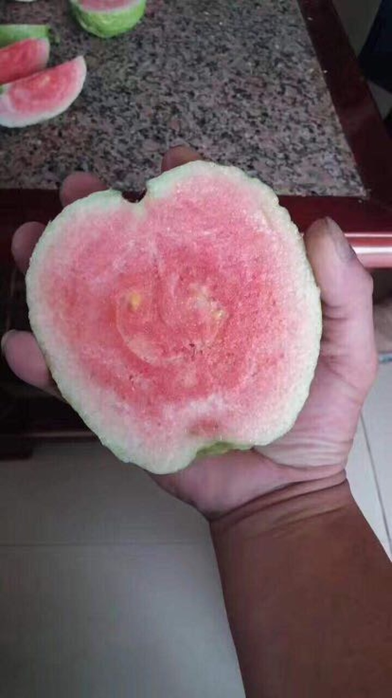 番石榴苗30~50cm