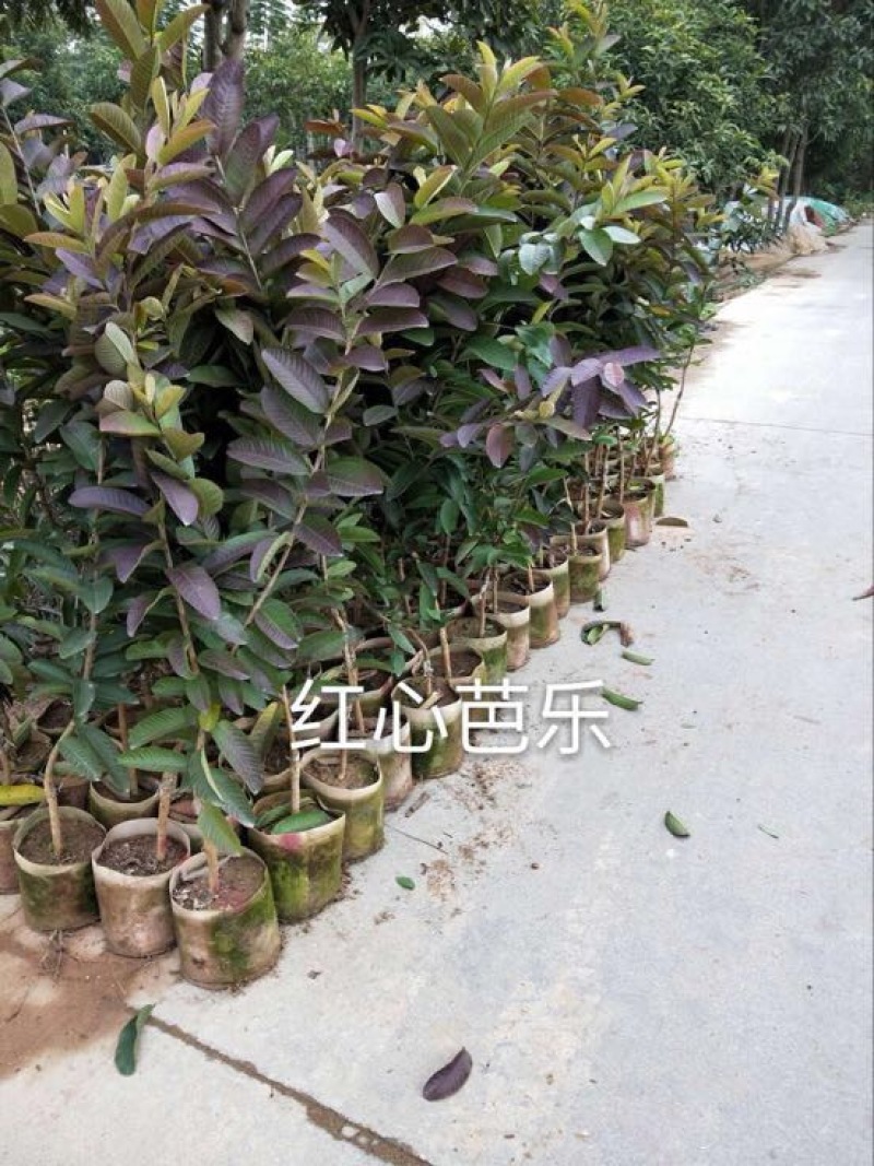 番石榴苗30~50cm