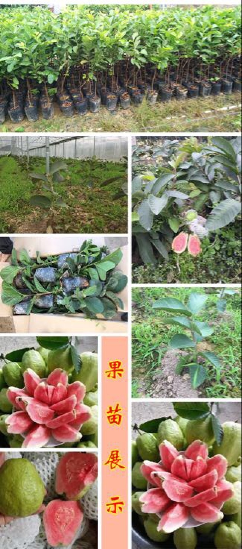 番石榴苗30~50cm