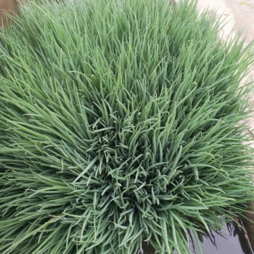 香葱小葱30~35cm