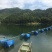 鳙鱼活鱼