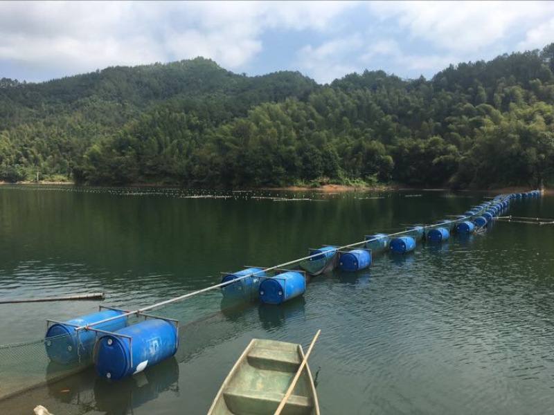 鳙鱼活鱼
