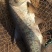鳙鱼活鱼