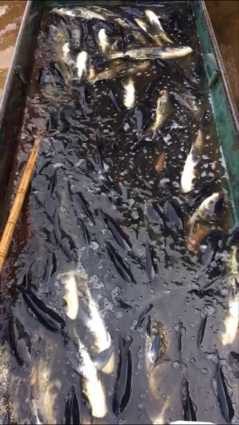 鳙鱼活鱼