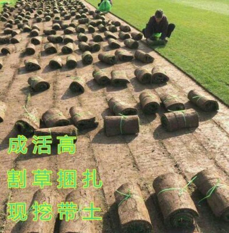 草坪草