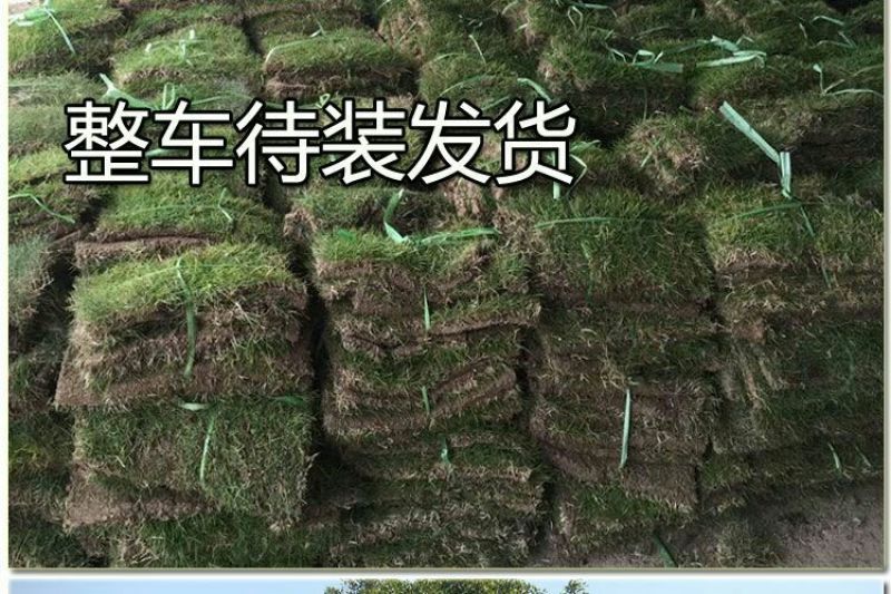 草坪草