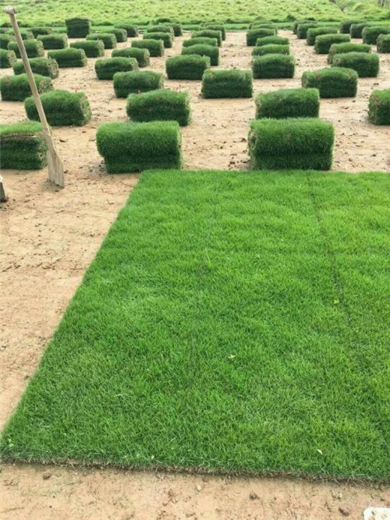 草坪草