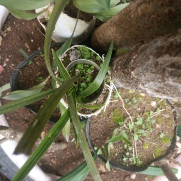 兰花带盆栽好