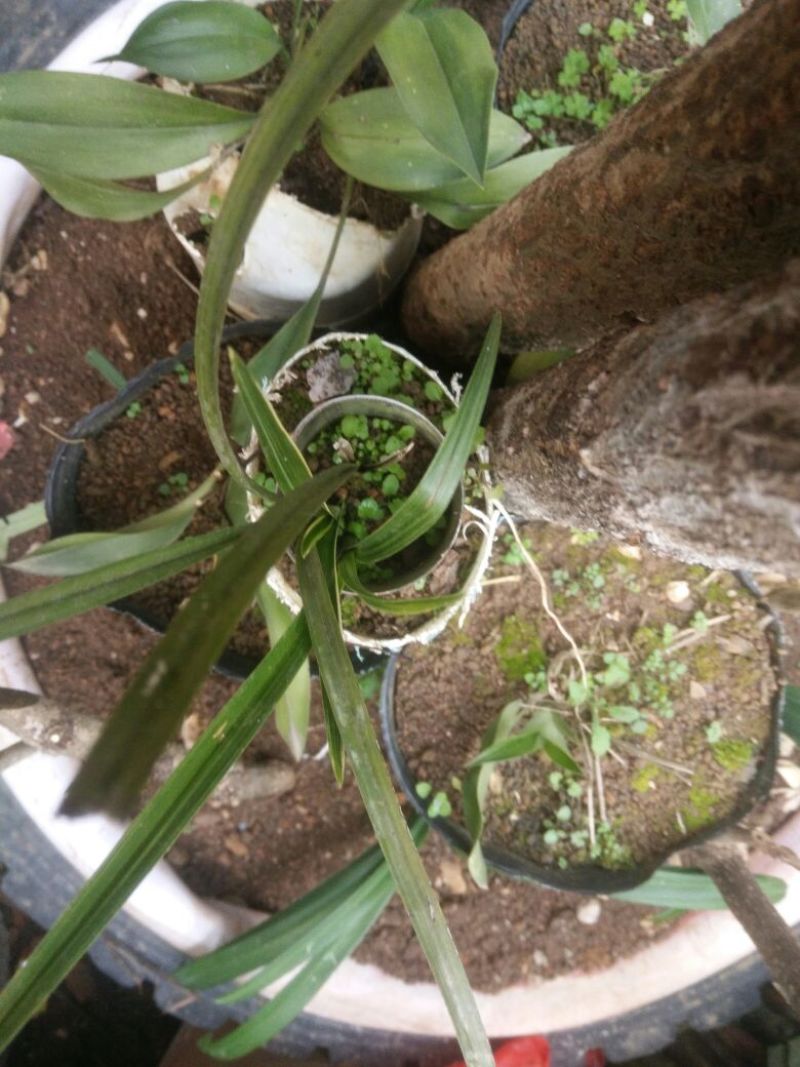 兰花带盆栽好