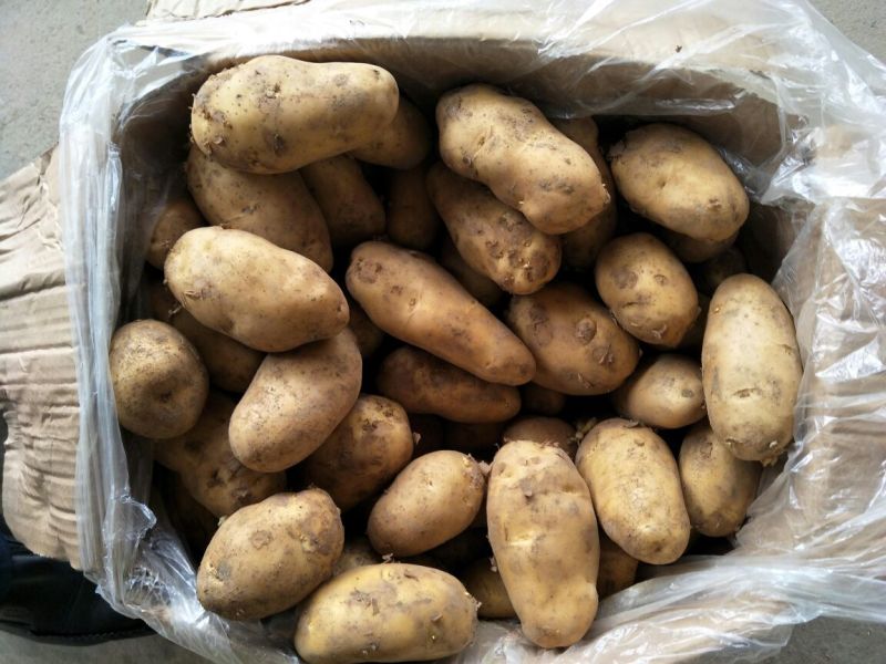 荷兰十五土豆精品3两以上