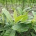 枇杷树51~80cm
