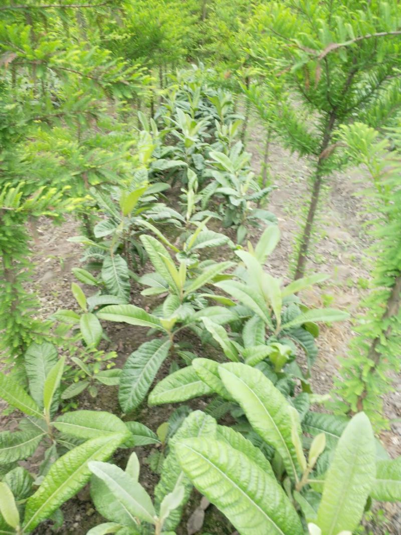 枇杷树51~80cm