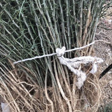 枸橘苗枸橘树苗批发价格