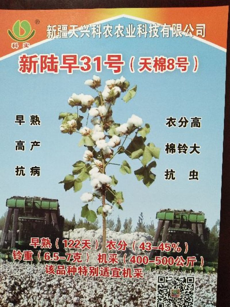 棉籽
