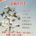 棉籽