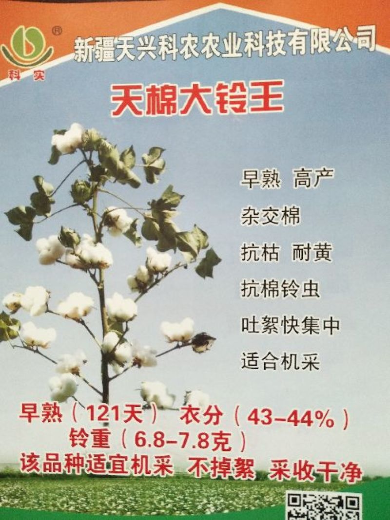 棉籽