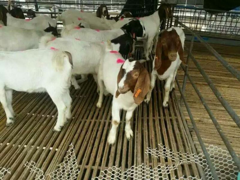 白山羊包成活率养殖技术，免费送货，货到付款