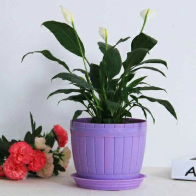 花盆