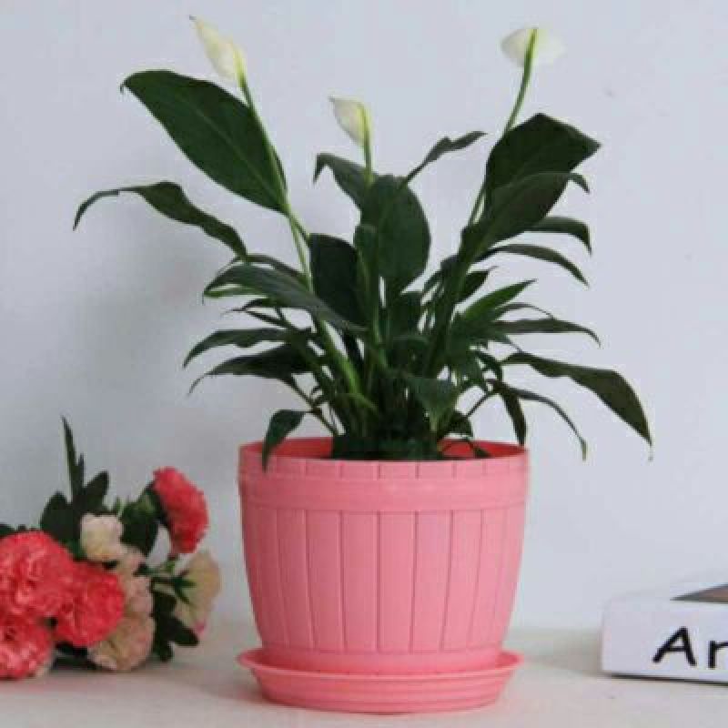 花盆