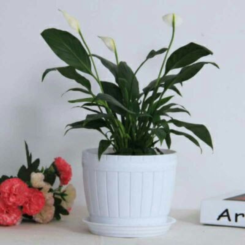 花盆