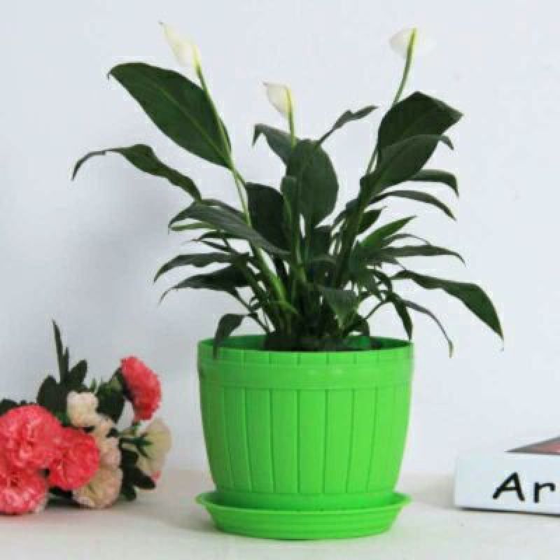 花盆