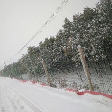 香樟耐寒香樟！耐寒！耐寒