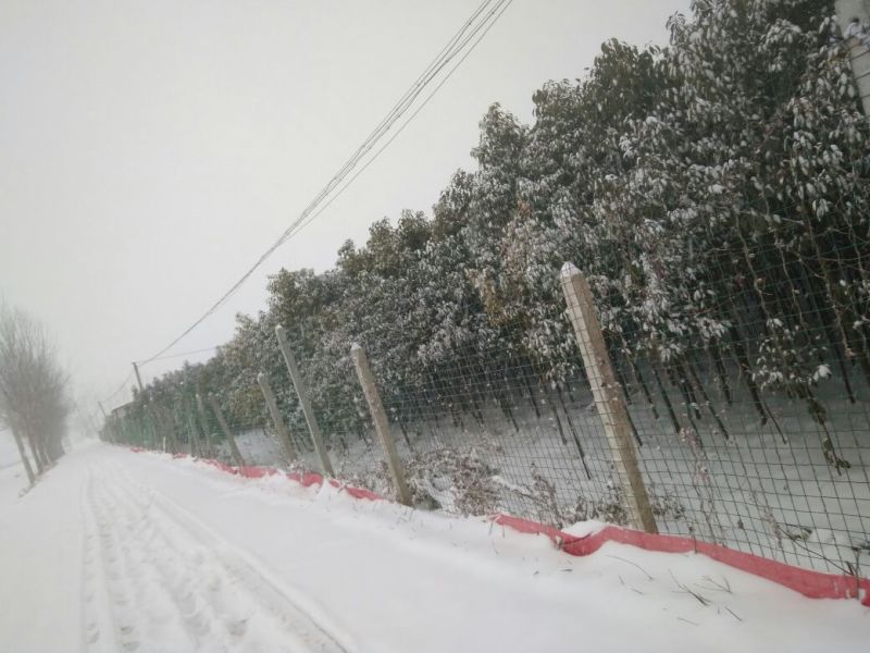 香樟耐寒香樟！耐寒！耐寒