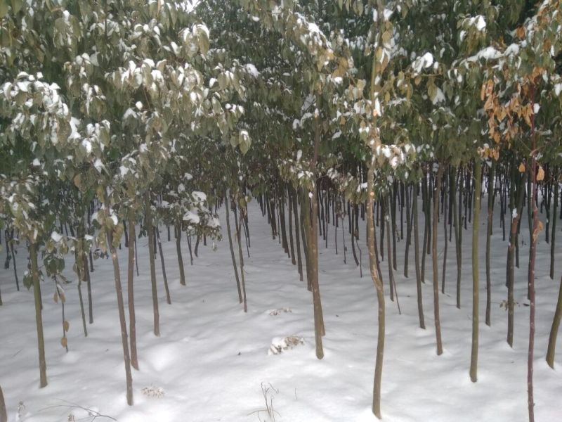 香樟耐寒香樟！耐寒！耐寒