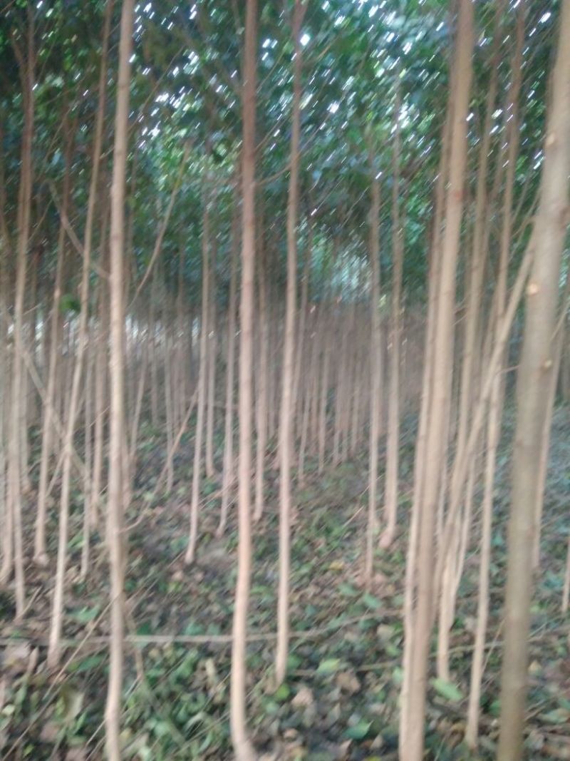大叶女贞4cm以下