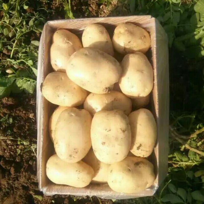 丽薯六号土豆3两以上精品
