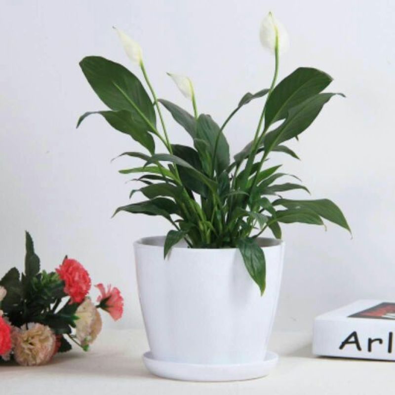 花盆