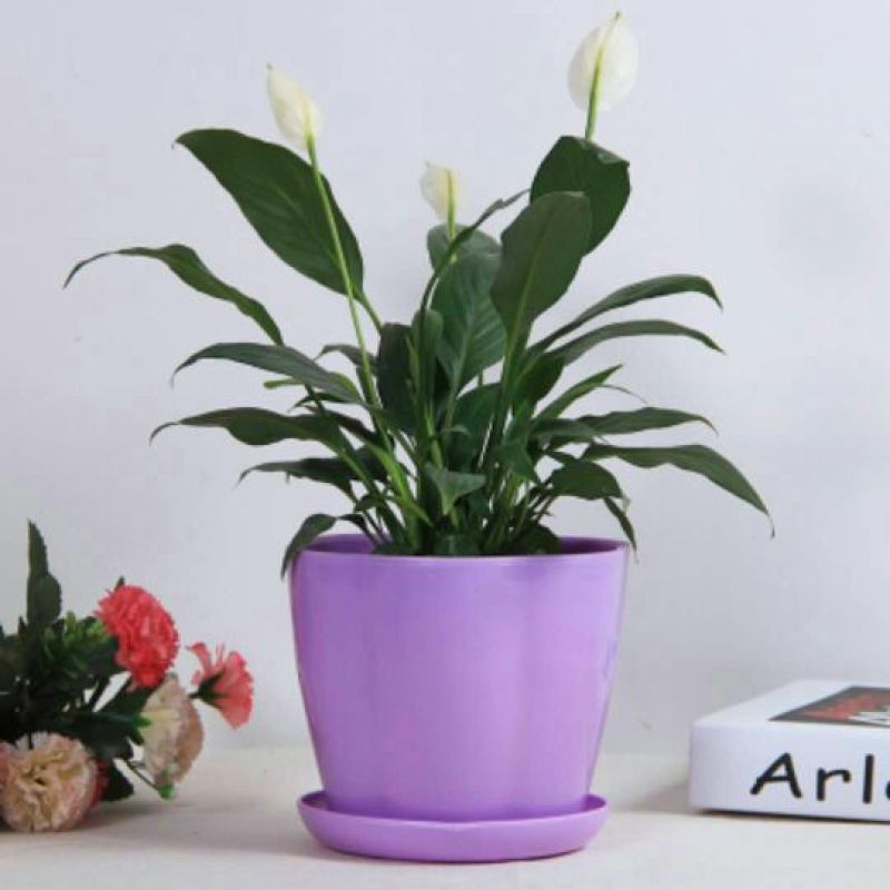花盆