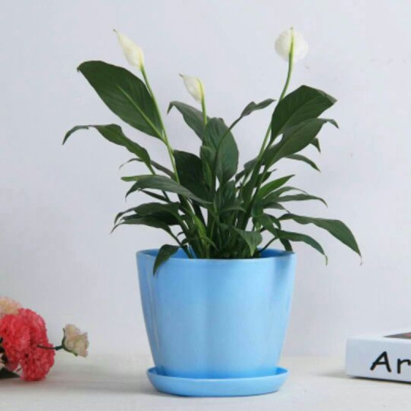 花盆