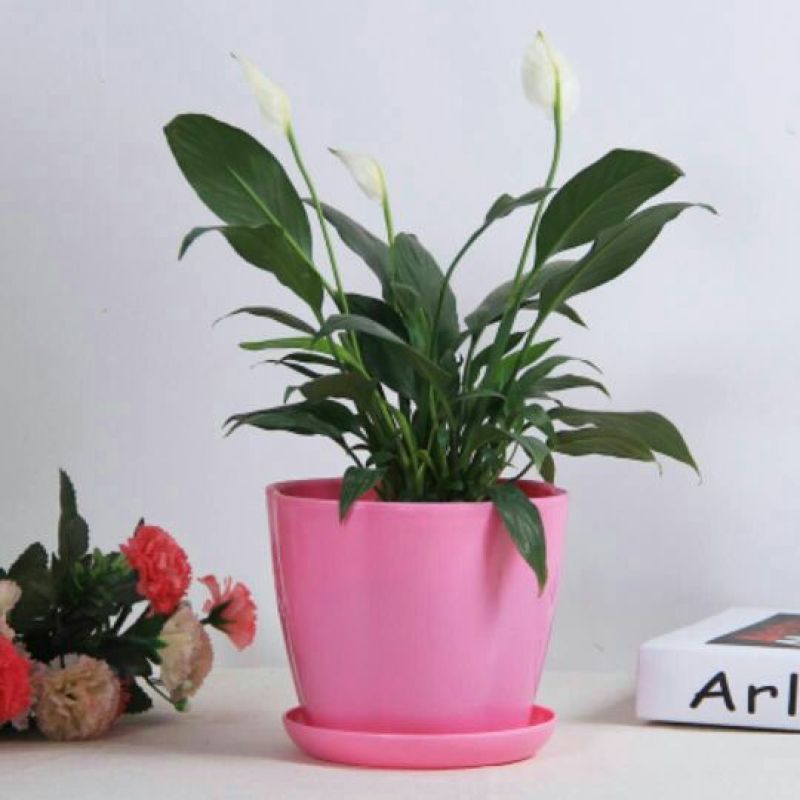 花盆