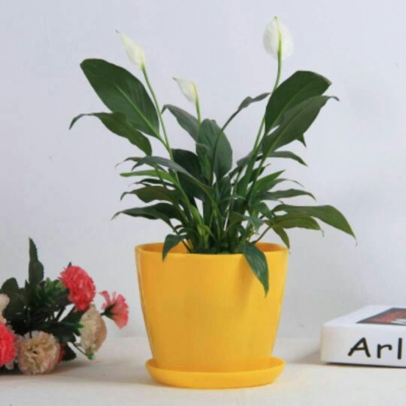 花盆