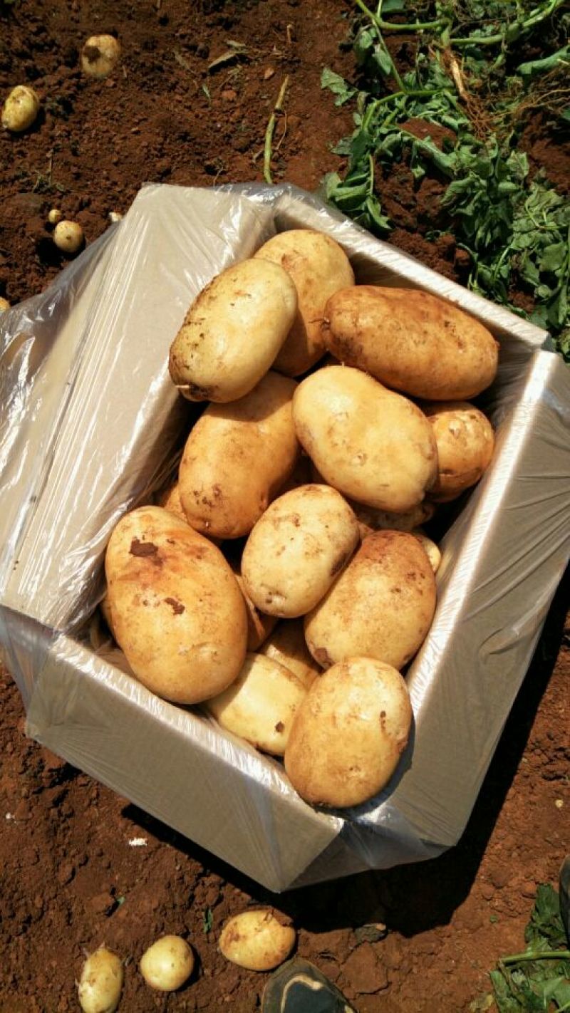 丽薯六号土豆3两以上精品