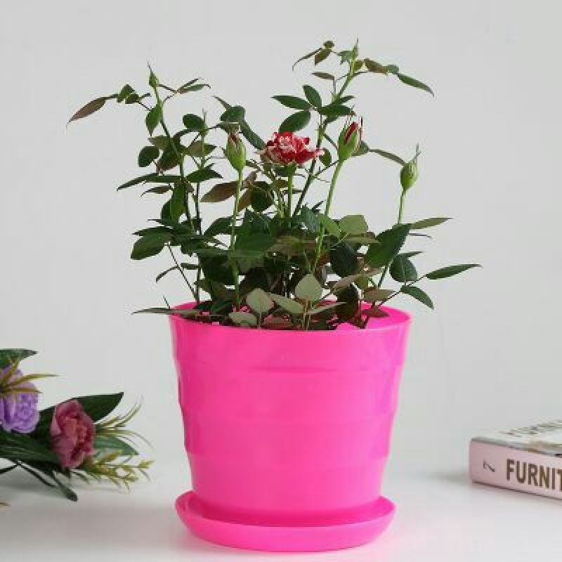花盆