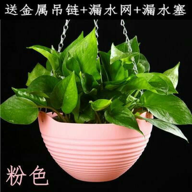 花盆