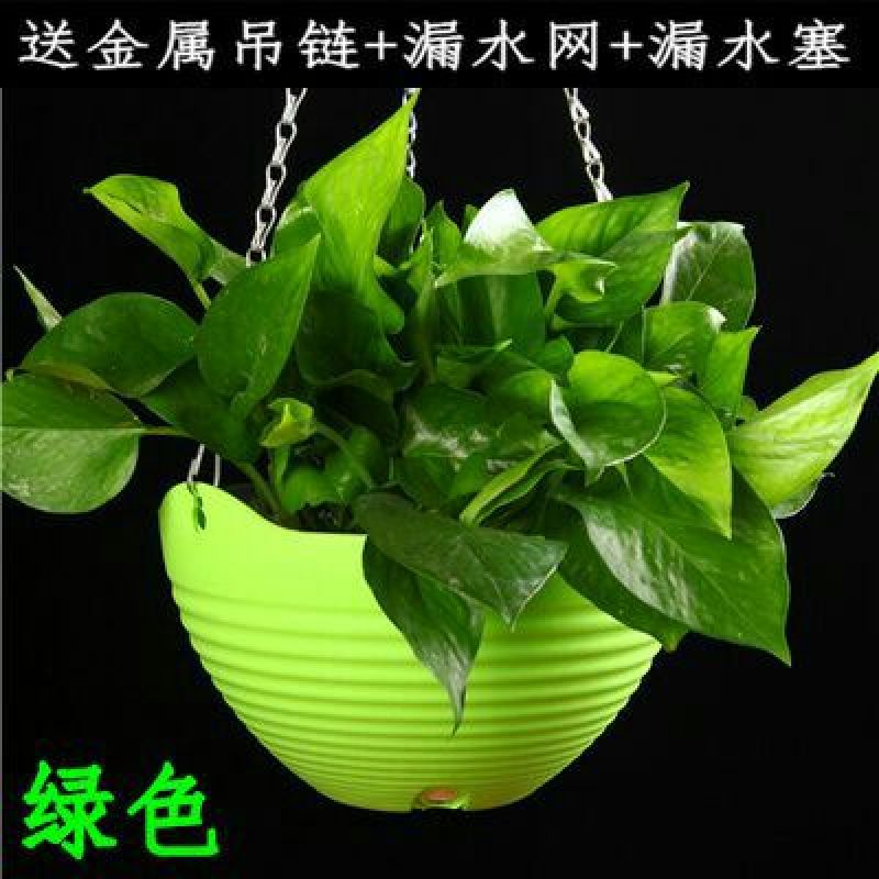 花盆